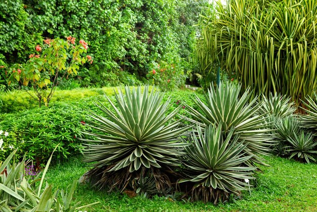 Grüne Pflanze im Garten