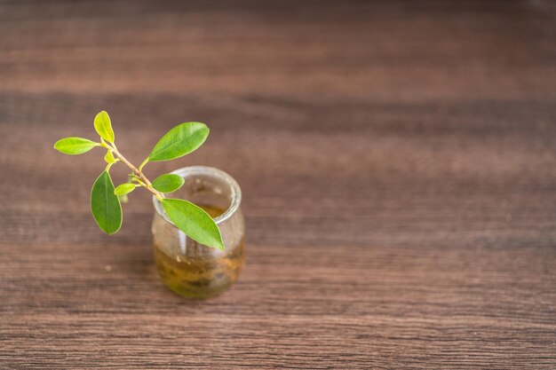 Grüne Pflanze in einem Glas auf einem Holztisch