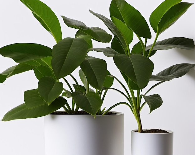 grüne Pflanze in einem Topf auf weißem Hintergrund