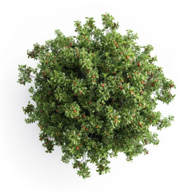 Grüne Pflanze mit Beeren