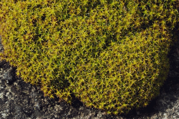 Grüne Pflanze Textur. Moos auf dem Stein. Sphagnum