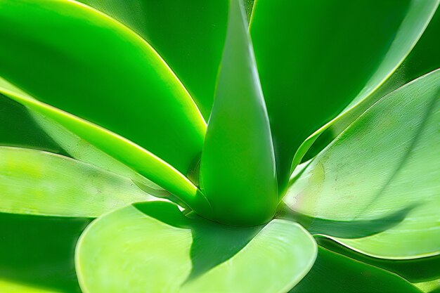 Grüne Pflanze Yucca oder Baum des Lebens ganz nah eingefangen, Nahaufnahme in Namibia