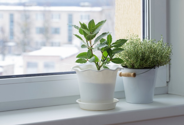 Grüne Pflanzen auf der Fensterbank im Winter