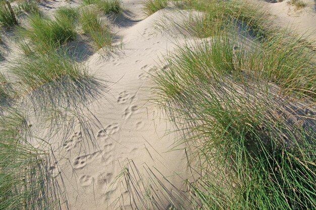 Grüne Pflanzen auf Sanddünen am Strand von Platamona