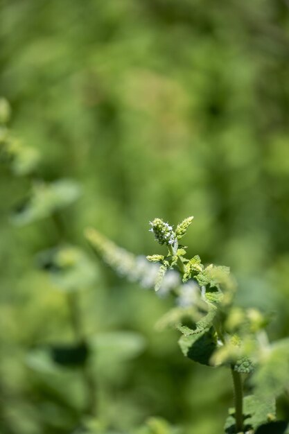 grüne Pflanzen Blumen Hintergrund