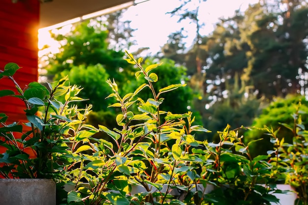 Grüne Pflanzen im Abendlicht Zierpflanzen auf dem Balkon