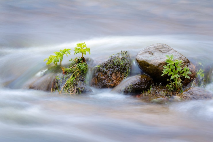 Foto grüne pflanzen im wasser, überfluteter fluss