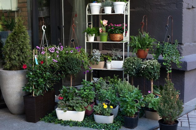 Grüne Pflanzen in Töpfen auf dem Tisch im Straßenblumenladen. Kaufen Sie Zimmerpflanzen und Topfblumen.