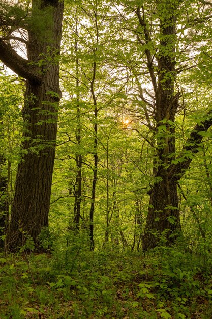Grüne Pflanzen und Bäume im Wald Foto