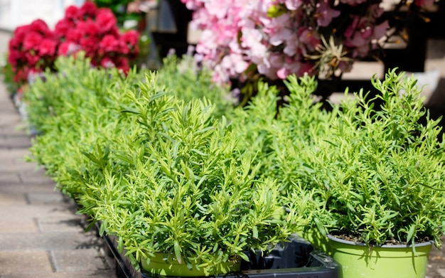 Grüne Pflanzen und Blumen in der Nähe des Blumenladens