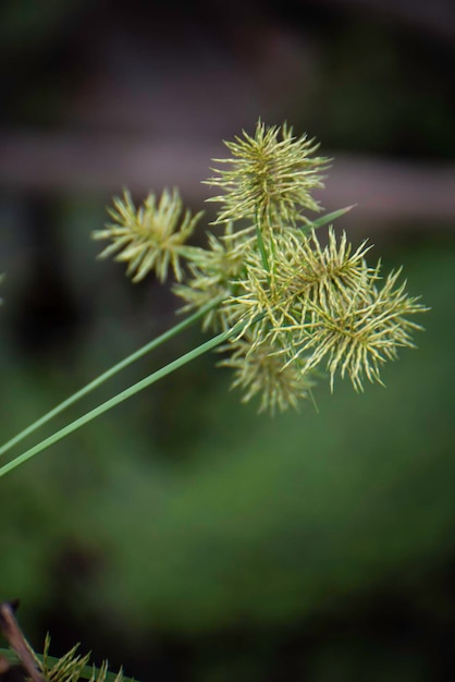 Grüne Pflanzen wachsen in der Natur