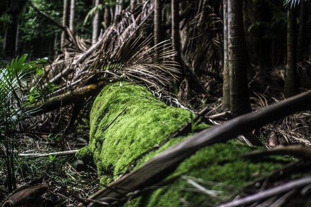 Grüne Pflanzen zwischen Bäumen in einem Wald