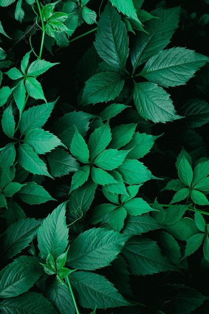 grüne Pflanzenblätter im Frühling, grüner Hintergrund