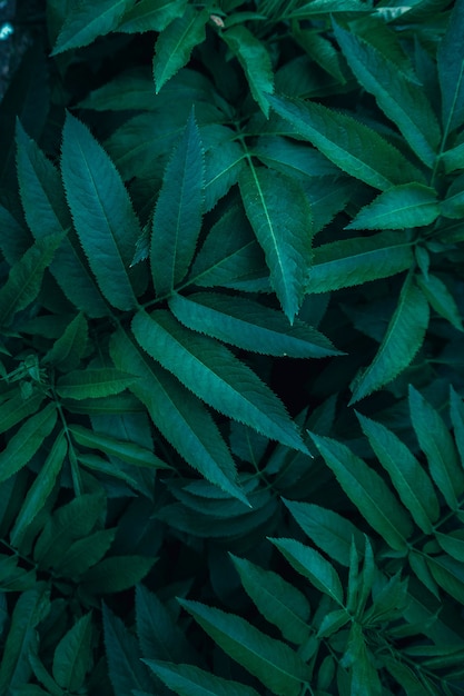 grüne Pflanzenblätter im Garten