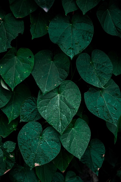 Foto grüne pflanzenblätter in der natur im herbst, grüner hintergrund