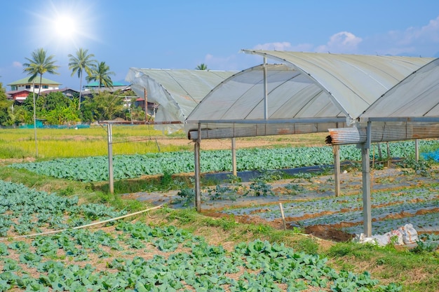 Grüne Pflanzenlandwirtschaft Bio-Kohlfarm in der ländlichen Landschaft Thailands