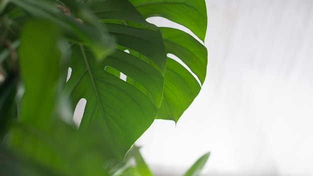 Grüne Pflanzenmonstera auf einem weißen Hintergrund.