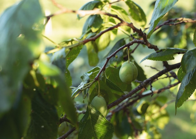 Grüne Pflaumen und Blätter auf einem Ast. Pflaumenbaum im Garten. Bio-Obst und Beeren vom Hof.