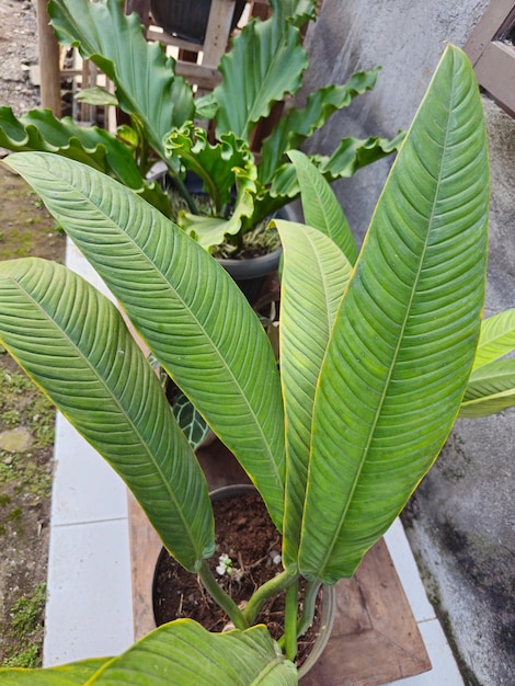 Foto grüne philodendron-lynette-pflanze, eine sorte von philodendron campii, einer zierpflanze