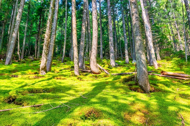 Grüne Pinienwaldlandschaft