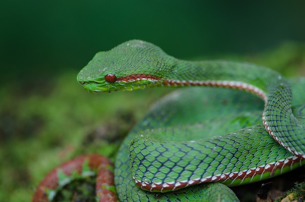 Grüne Pitviper Schlange des Papstes