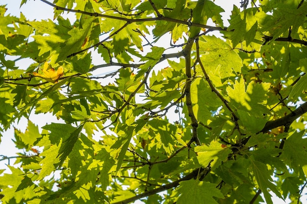 Grüne Platane verlässt auf Ästen mit Sonnenlicht. Platanus orientalis, Bergahorn der Alten Welt, Orientalische Ebene, großer Laubbaum mit kugelförmigem Kopf.