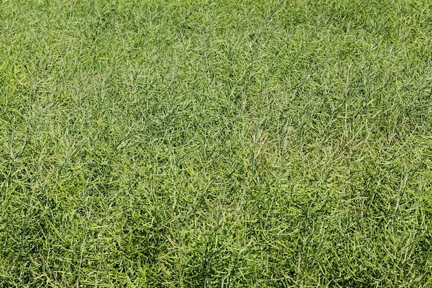 Grüne Rapsschoten auf einem landwirtschaftlichen Feld, grüner Raps ist nach der Blüte unreif