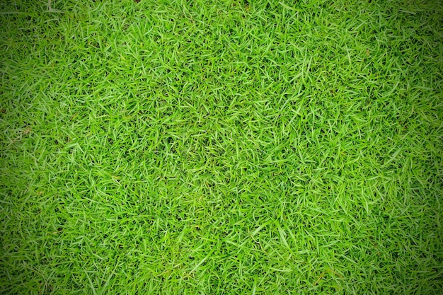 Foto grüne rasen-textur hintergrund grüne wiese gras-textur grüne wiesen desktop-bild