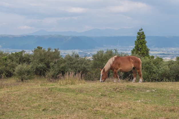 Grüne Rasenfläche mit Aso-Gebirgshintergrund und -pferd, Aso, Kumamoto, Kyushu, Japan