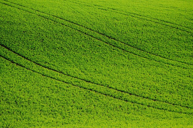 Grüne Rasenflächen geeignet für Hintergründe oder Tapeten Saisonale Naturlandschaft Südmähren Tschechische Republik