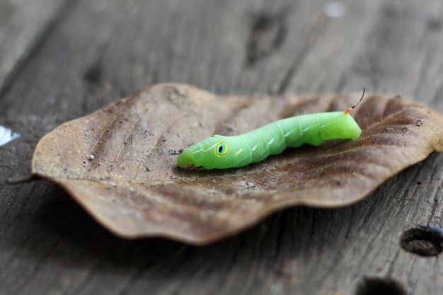 grüne Raupe auf Blatt