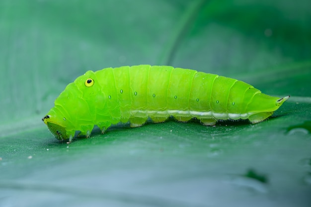 Grüne Raupe auf dem Blatt