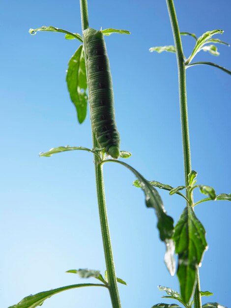 Foto grüne raupe auf der pflanze