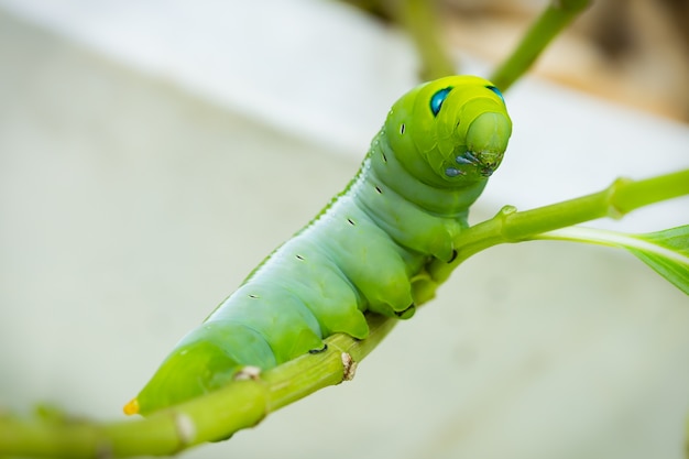 Grüne Raupe auf Zweig