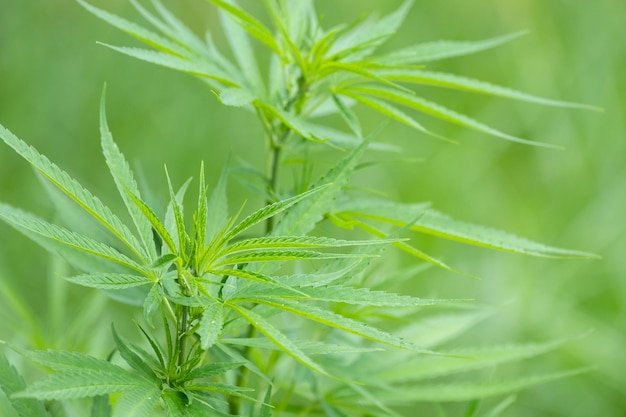 Grüne reife Cannabispflanze im Cannabisgarten Geringe Schärfentiefe und unscharfer Hintergrund Nahaufnahme