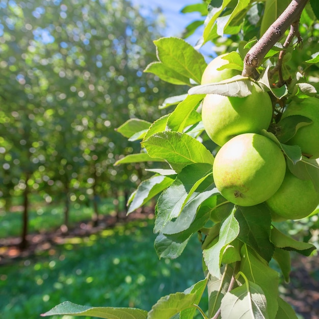 Grüne reife Äpfel im Obstgarten, Apfelbäume