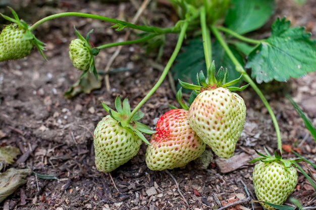 Grüne reifende Erdbeeren auf dem Busch Wachsende köstliche Sommerbeeren im Garten