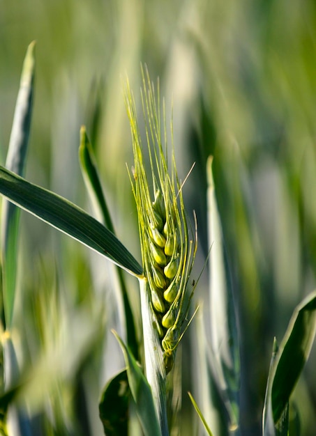 Grüne reifende Weizenähren im Frühling