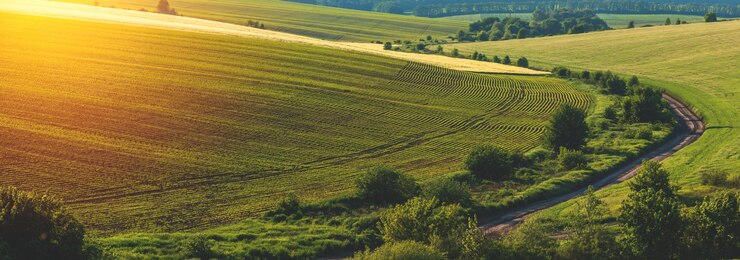 Grüne Reihen von gekeimtem Mais auf einem privaten landwirtschaftlichen Feld mit Bäumen am Horizont