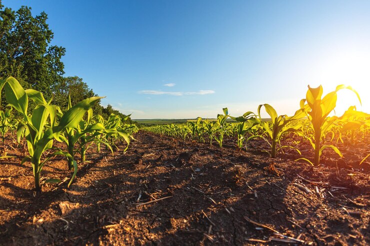 Grüne Reihen von gekeimtem Mais auf einem privaten landwirtschaftlichen Feld mit Bäumen am Horizont
