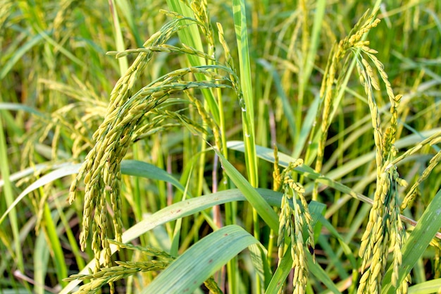 grüne Reisfarm