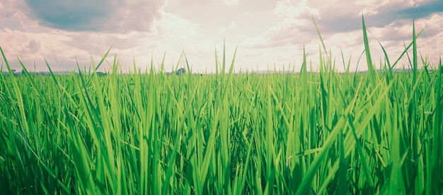 Grüne Reisfelder an einem schönen Tag