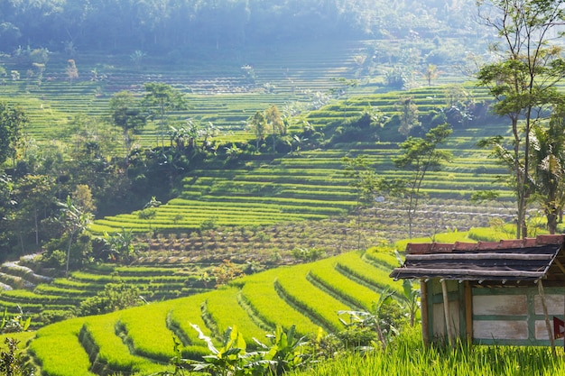 Grüne Reisfelder in der Insel Java, Indonesien
