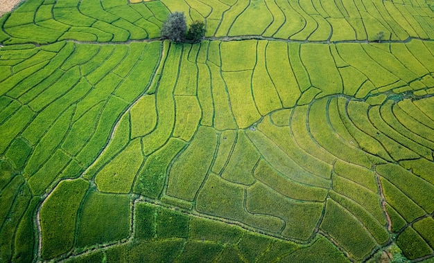 Grüne Reisfelder in der Regenzeit Auf dem Land