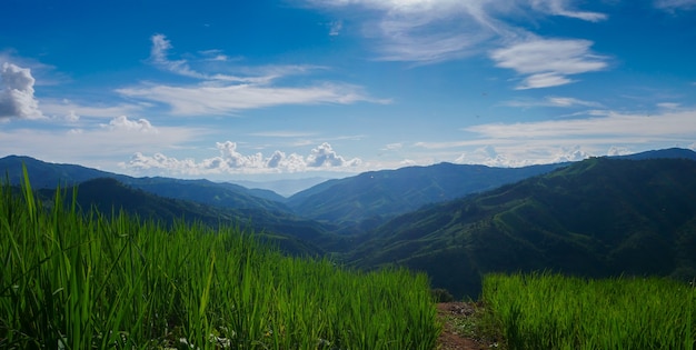 Grüne Reisfelder in der Regenzeit und blauer Himmel