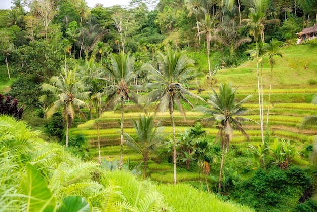 Grüne Reisfelder oder Reisfelder auf der indonesischen Insel Bali