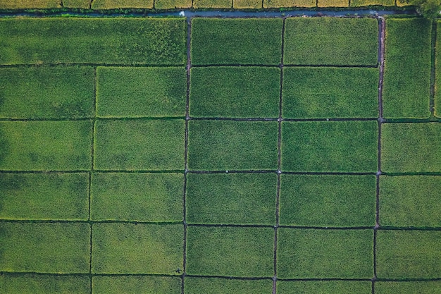 Foto grüne reisfelder von oben auf dem land