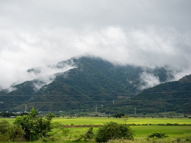 Grüne Reisfelder, weiße Wolken, Berge in Hualien, Taiwan.