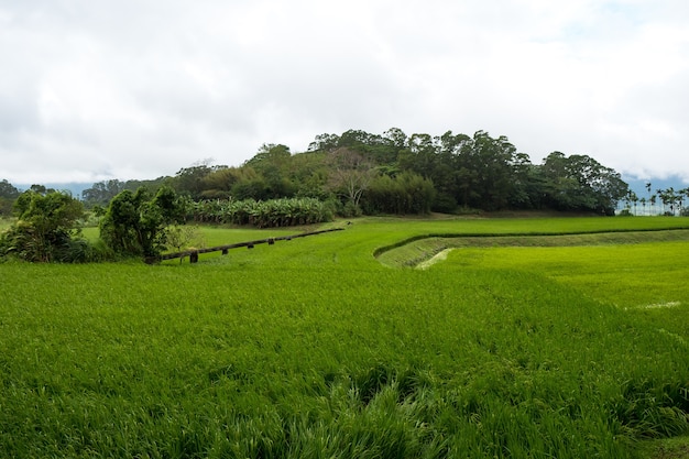 Grüne Reisfelder, weiße Wolken, Berge in Hualien, Taiwan.