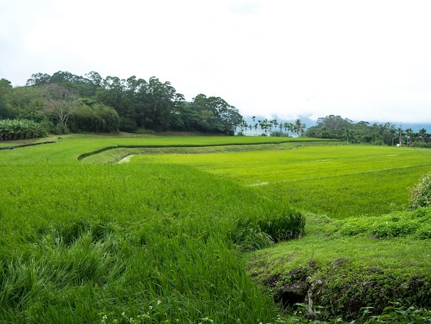 Grüne Reisfelder, weiße Wolken, Berge in Hualien, Taiwan.